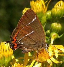 White-letter Hairstreak - Satyrium w-album © Teresa Farino